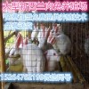 山西肉兔價格肉兔多少錢一斤肉兔養(yǎng)殖場