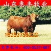 雜交西門達(dá)爾