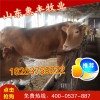 西門塔爾牛