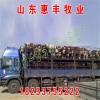 西門塔爾牛育肥牛