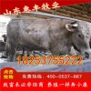 魯西黃牛肉牛崽