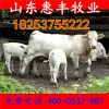 魯西黃牛牛犢最近價(jià)格