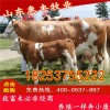利木贊種牛最近價(jià)格