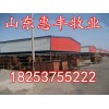 西門(mén)塔爾牛公牛最新價(jià)格