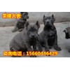 ?？隈R犬養(yǎng)殖場(chǎng)