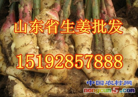 生姜1