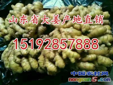 生姜5