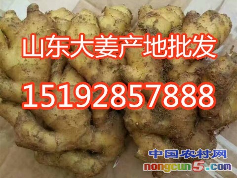 生姜6