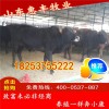 育肥牛犢最新價(jià)格