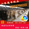 魯西黃改良牛犢