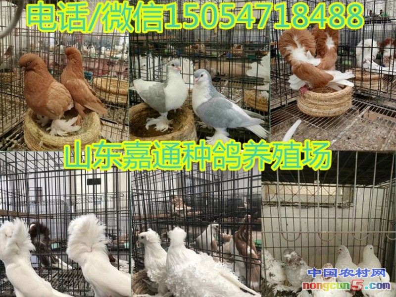 initpintu_副本