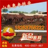 雜交利木贊牛育肥牛