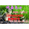 野兔養(yǎng)殖需要哪些手續(xù)