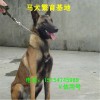 純種馬犬價格 純種馬犬繁育基地 如何養(yǎng)殖馬犬