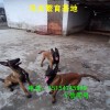 山東成年馬犬價格 馬犬母犬價格 母犬繁育基地