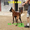 四個月的馬犬幼犬價格 科目馬犬價格  馬犬通人性 看見護院