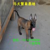 馬犬幼犬價(jià)格 哪里出售馬犬幼犬 馬犬圖片