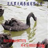 哪里有出售黑天鵝的大型養(yǎng)殖場