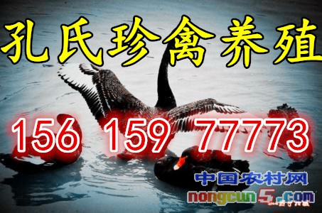 u=891939261,4076847442&fm=23&gp=0_副本