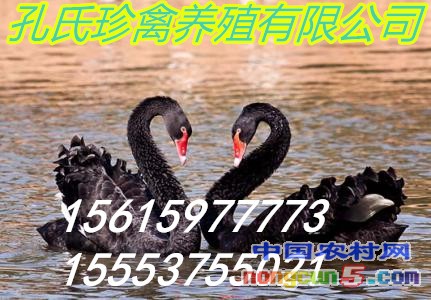 u=3480910376,2089418001&fm=23&gp=0_副本