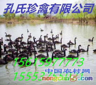 u=2387671155,3110764778&fm=23&gp=0_副本
