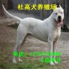 杜高幼犬價(jià)格 純種杜高行情 成年杜高種犬會(huì)打獵的多少錢