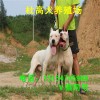 杜高種犬養(yǎng)殖 杜高犬打獵 優(yōu)質(zhì)犬苗