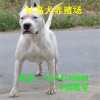 杜高犬幼犬價(jià)格杜高犬幼犬養(yǎng)殖場(chǎng)杜高犬圖片