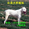 出售血統(tǒng)杜高犬 杜高犬種犬 杜高犬幼犬