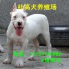 杜高犬公犬價格杜高犬公犬養(yǎng)殖場成年杜高犬包郵