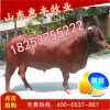 三元雜交牛最新價(jià)格