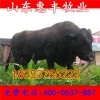 魯西黃肉牛崽最近價(jià)格