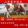 利木贊小牛最低價(jià)格