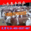 西門(mén)塔爾牛肉牛最近價(jià)格