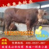 雜交夏洛萊牛公牛