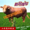 三元雜交牛育肥牛犢最新價(jià)格