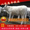 雜交西門(mén)達(dá)爾牛種牛