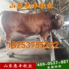 雜交三元雜交牛公牛