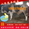 雜交三元雜交育肥牛