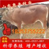 三元雜交最近價(jià)格
