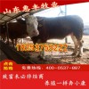 魯西黃牛改良牛最近價(jià)格