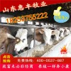 改良三元雜交牛改良牛犢