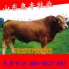西門(mén)塔爾繁育母牛最新價(jià)格