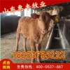 雜交魯西黃牛牛犢