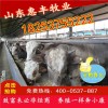 三元雜交牛育肥牛最近價(jià)格