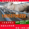 改良三元雜交肉牛崽
