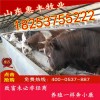 西門(mén)塔爾牛繁育母牛最新價(jià)格