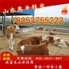 雜交夏洛萊肉牛崽