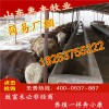 夏洛萊牛小牛犢最近價(jià)格