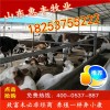 改良魯西黃種牛